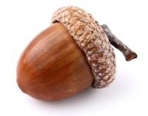 autism acorn
